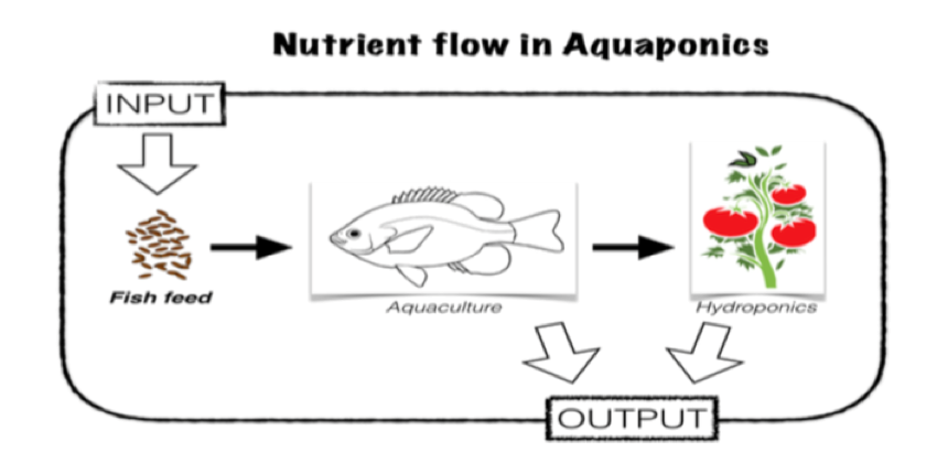 Nutrient flow in aquaponics